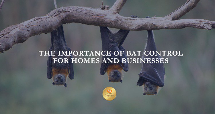 The Importance Of Bat Control For Homes and Businesses cover