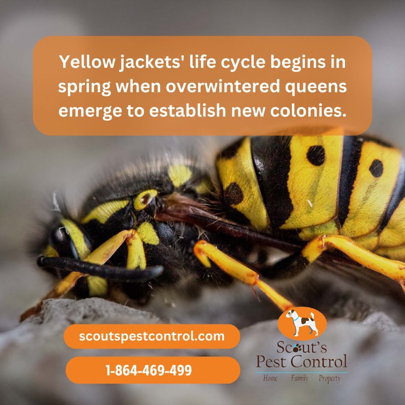 beware of ground nesting yellow jackets - pest control tips