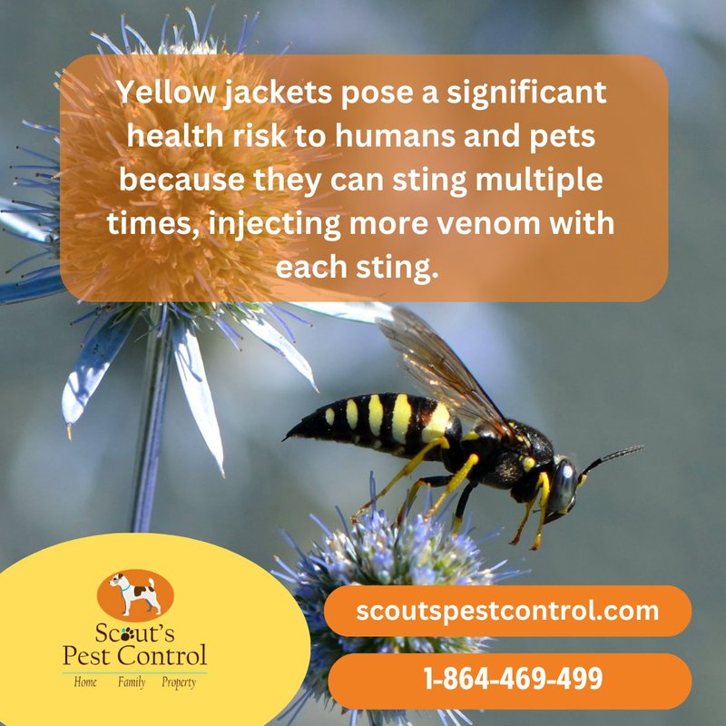 beware of ground nesting yellow jackets - pest control tips