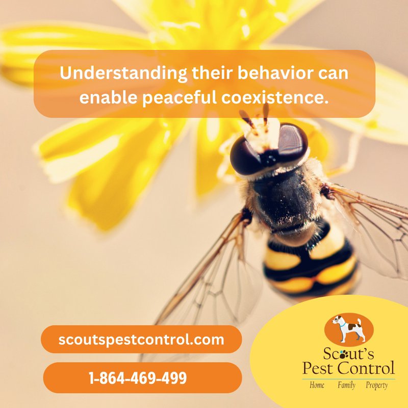 beware of ground nesting yellow jackets - pest control tips