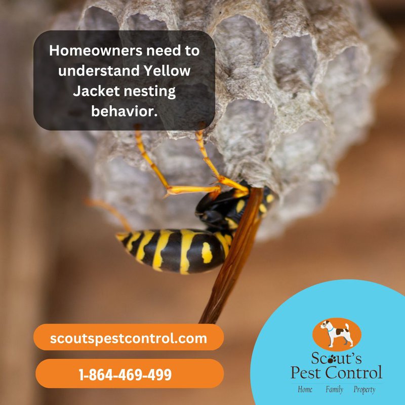 beware of ground nesting yellow jackets - pest control tips