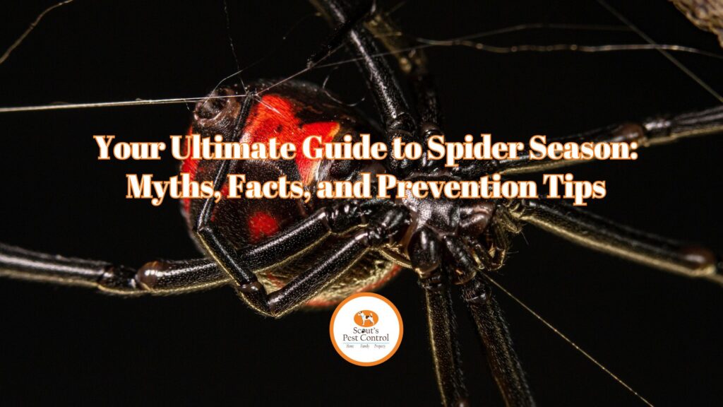 your ultimate guide to spider season cover