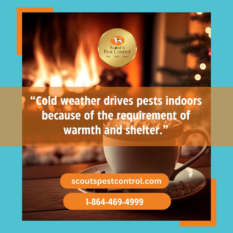 cold weather attracts pests