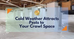 Cold Weather Attracts Pests to Your Crawl Space cover