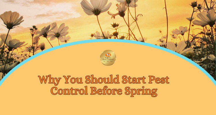 why you should start pest control before spring cover
