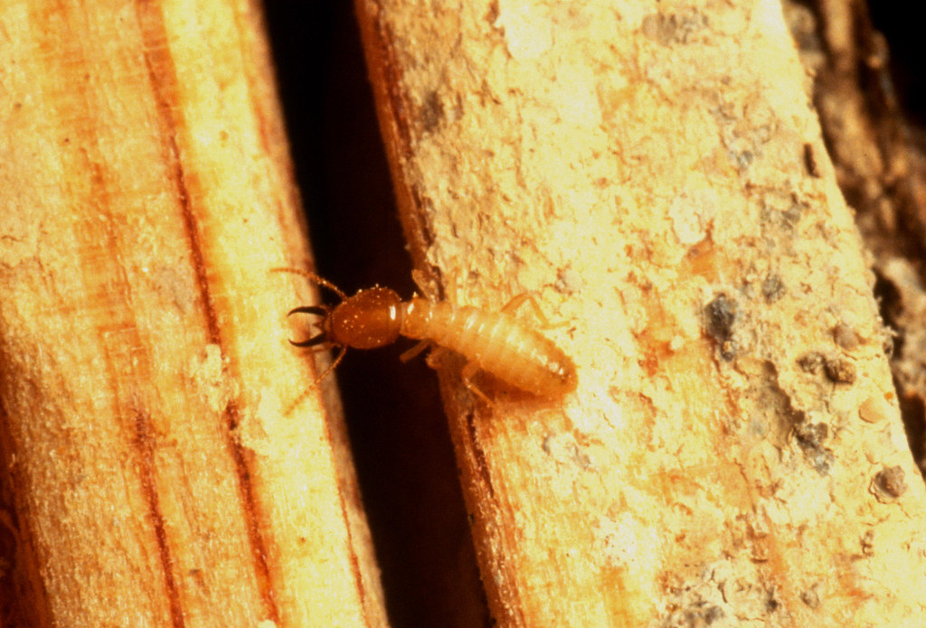Simpsonville SC Termite Control 2 simpsonville sc termite control