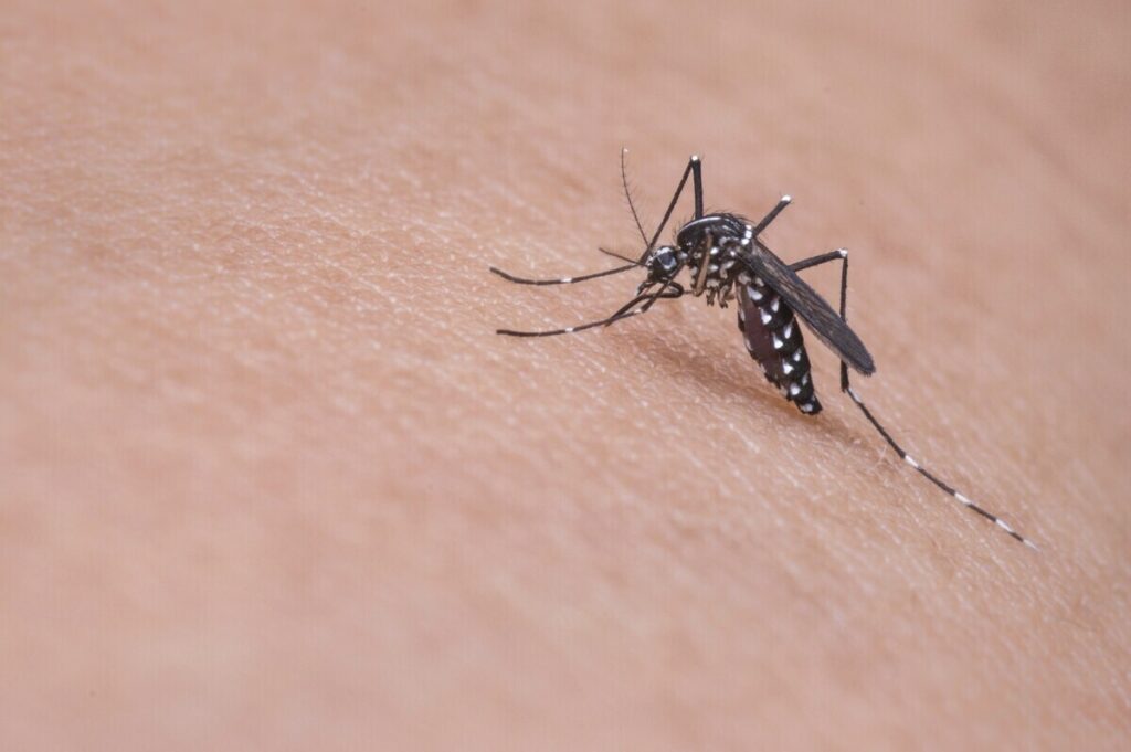 Mosquito Control in Anderson, South Carolina 2 mosquito control in anderson, south carolina