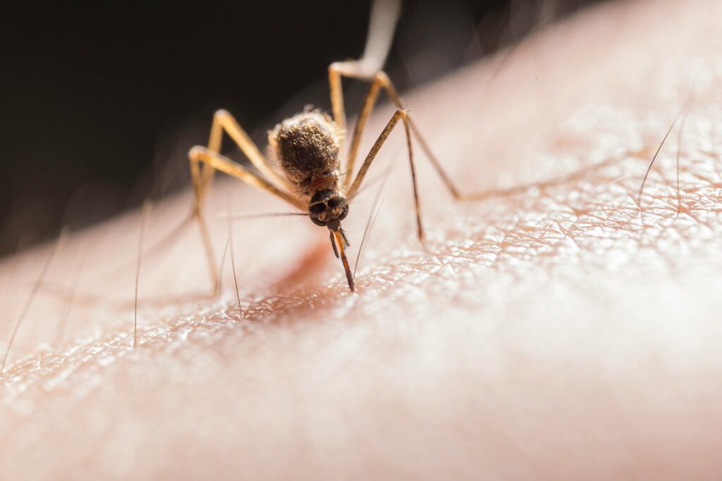 mosquito control in simpsonville