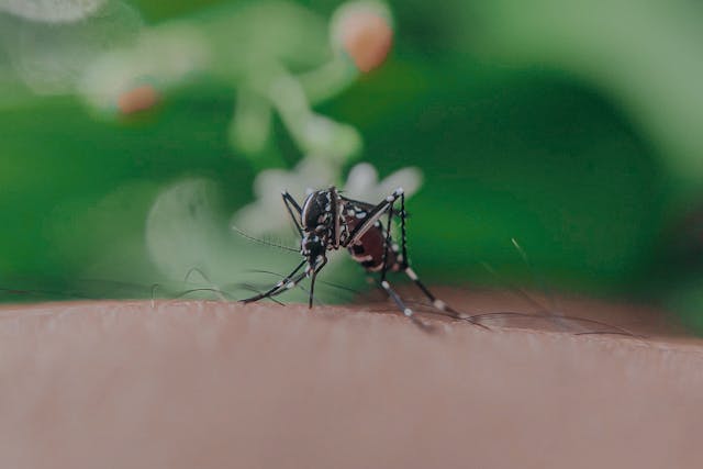 mosquito control in fountain inn