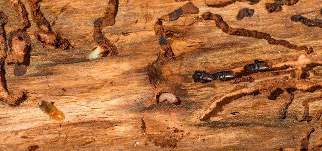 Termite control in fountain inn 2 termite control in fountain inn