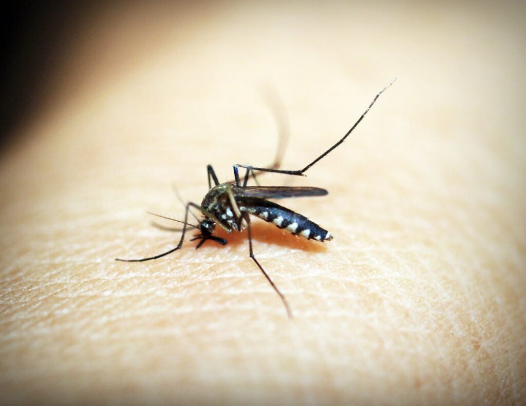 Mosquito Control In Laurens SC 2 mosquito control in laurens sc
