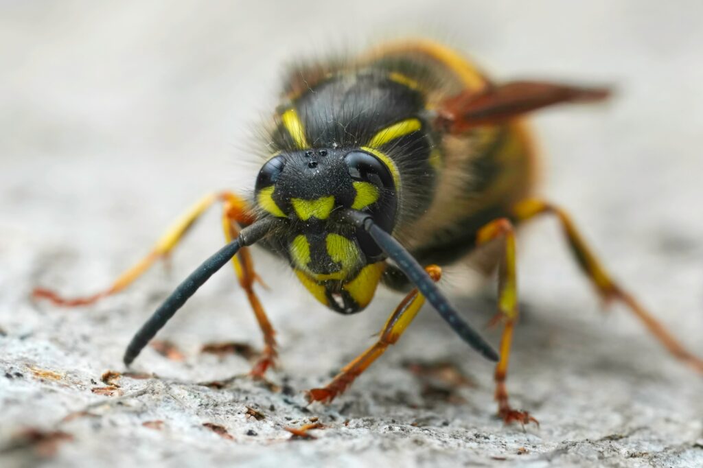 Pest Control In Taylors SC 3 pest control services in taylors sc. yello jacket