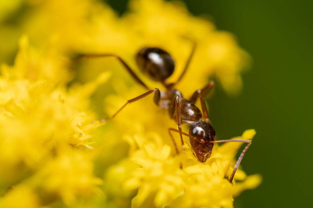 pest control clemson sc a macro view of a carpenter ant standing on a bright yellow flower