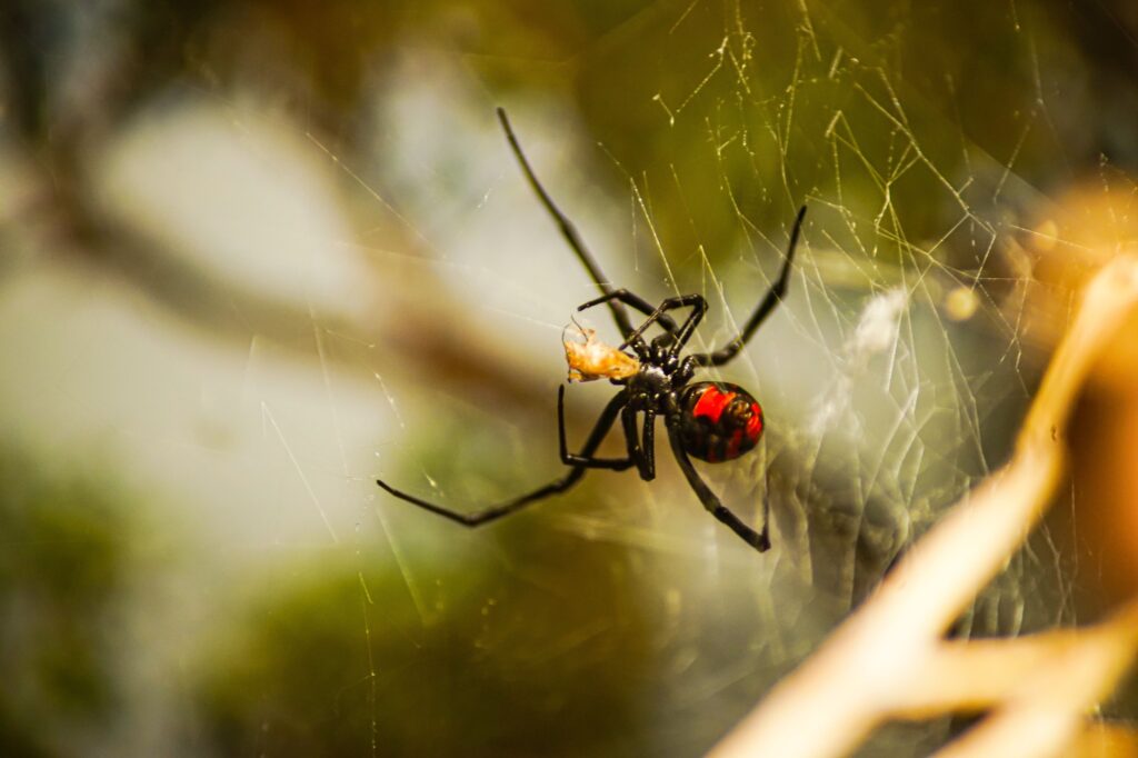 southern black widow. pest control in piedmont