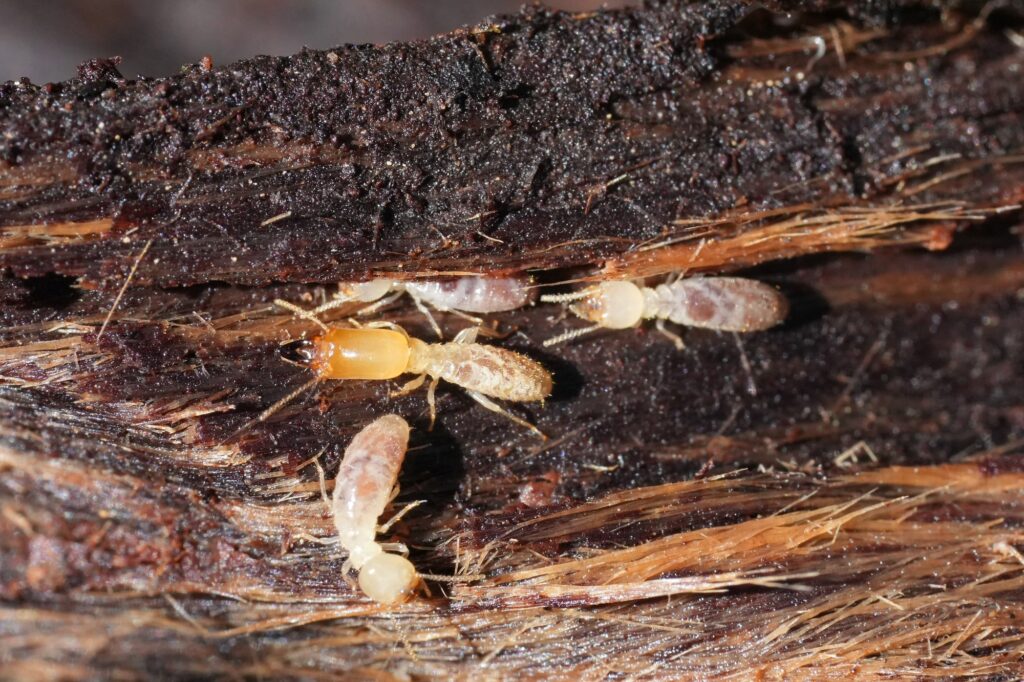 termite control in piedmont. closeup on some workers and a soldier western subterranean termites