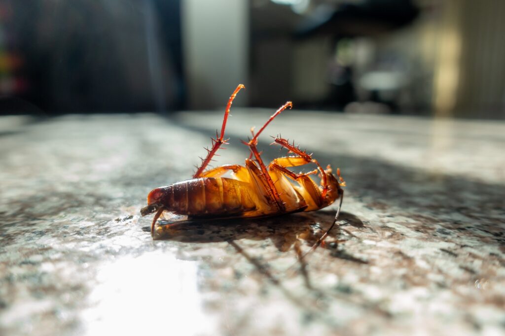 dead cockroach on floor. pest control in easley
