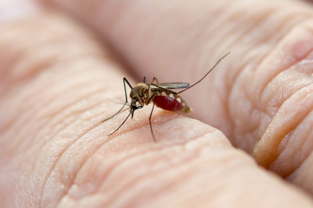 mosquito control in duncan