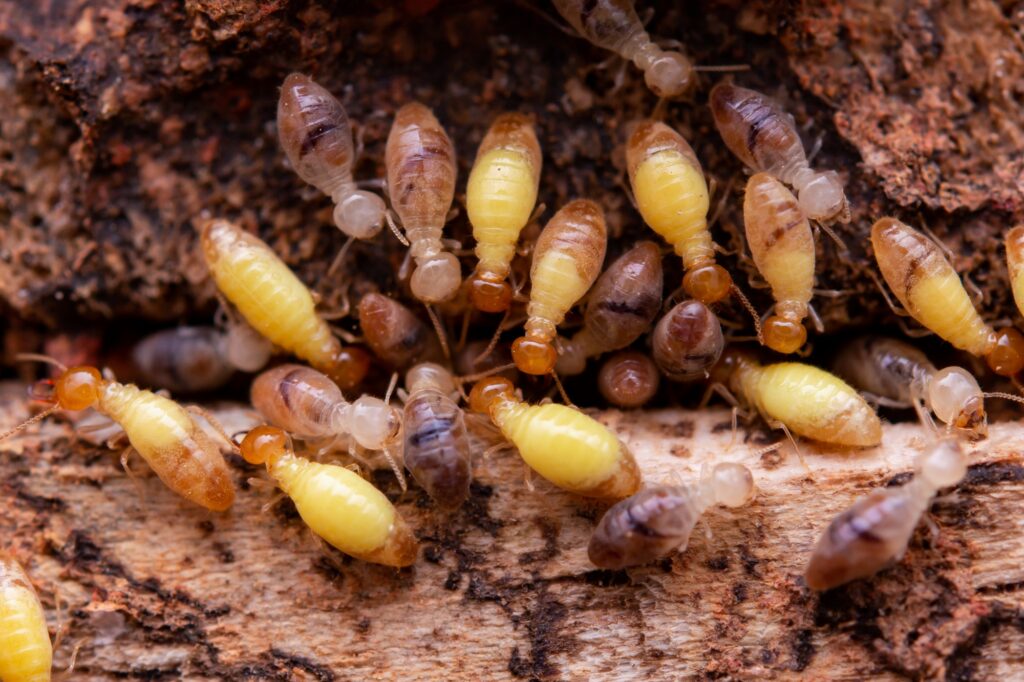 termite control woodruff. termites eat wooden planks.