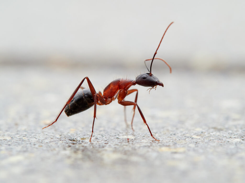 Are Ants a Problem in Mauldin SC? 1 ant control in mauldin sc