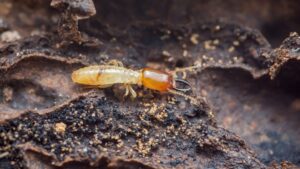 Termite control in Greenville SC