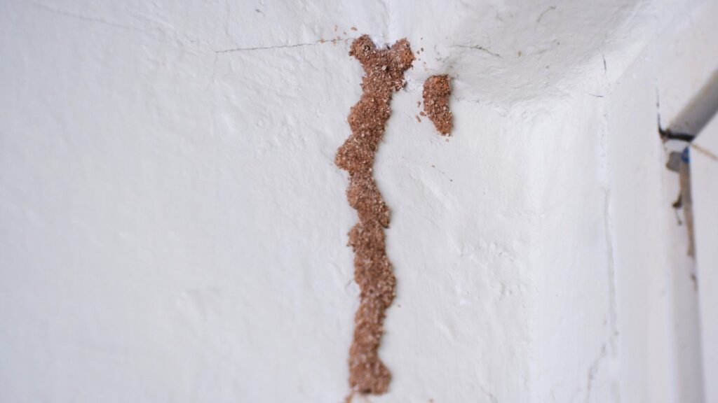 need termite control in greenville sc? - termites
