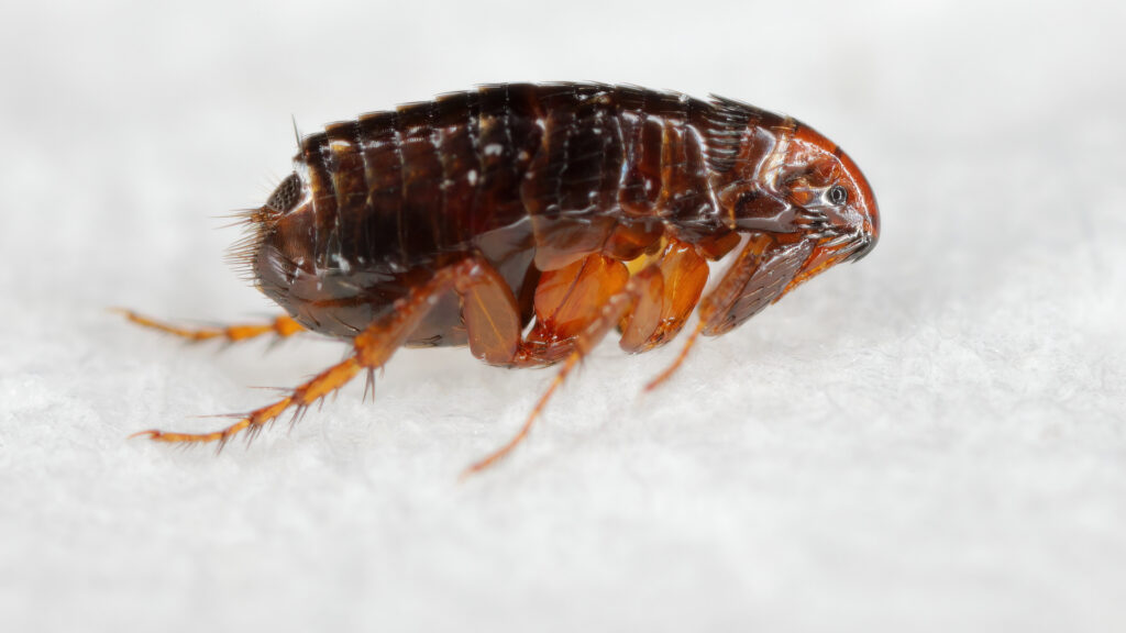 How Does Professional Flea and Tick Control Work in Greenville SC? 4 how does professional flea and tick control work in greenville sc? - tick
