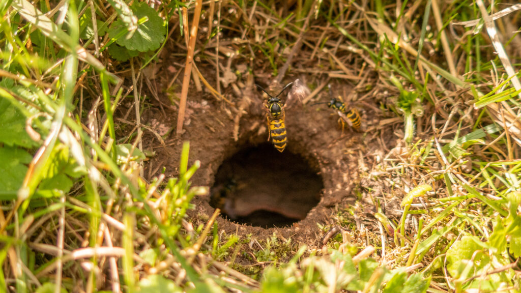Why Yellowjacket Nests Get More Aggressive in July 1 why yellowjacket nests get more aggressive in july - yellowjacket