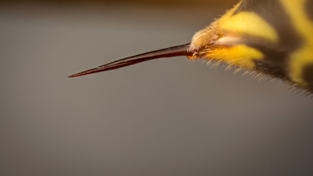 Why Yellowjacket Nests Get More Aggressive in July 3 yellow jacket season