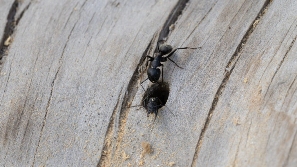carpenter ant in south carolina