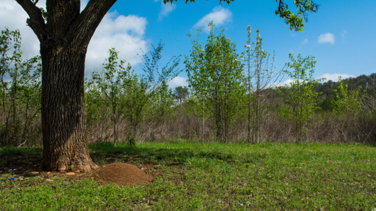 Fire ant mound