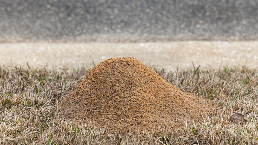 fire ant vs. carpenter ant: how to tell them apart - pest control tips