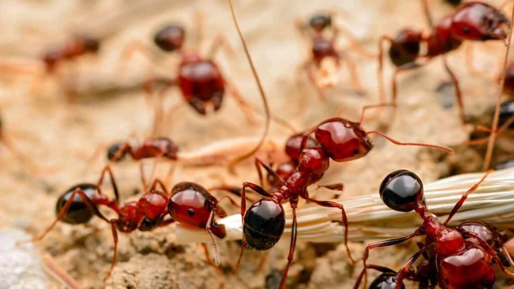 fire ants in south carolina