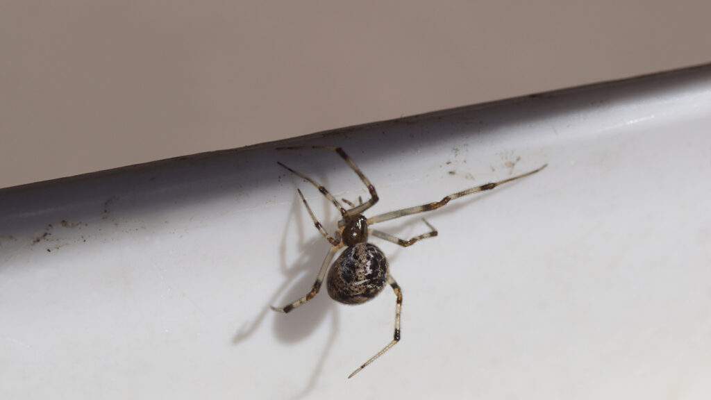 Common House Spiders You Find Indoors 1 american house spider